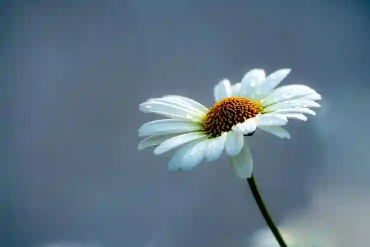 애플 아이클라우드 요금제 해지 방법 총정리(아이폰, 환불까지)