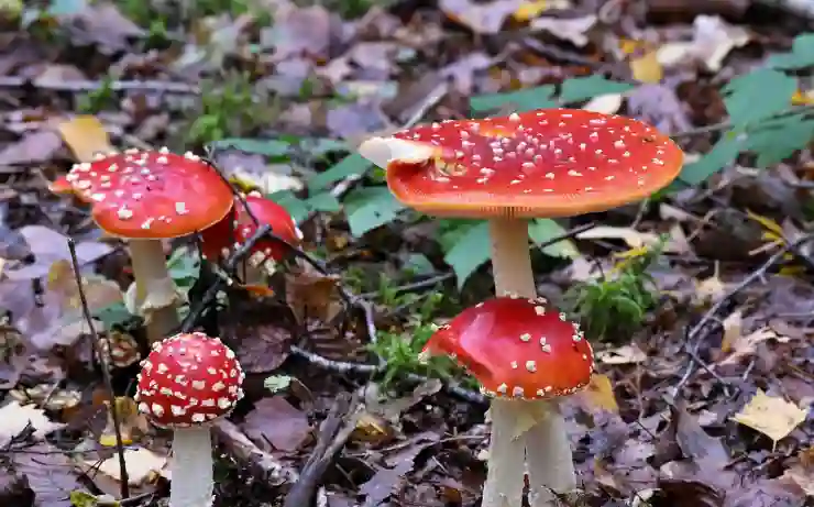 MP4를 GIF로 변환하는 간단한 팁과 트릭 알아보기