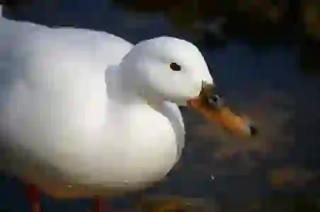 블루레이 ODD 제품 추천, 플레이어 설치 및 리핑하는 방법