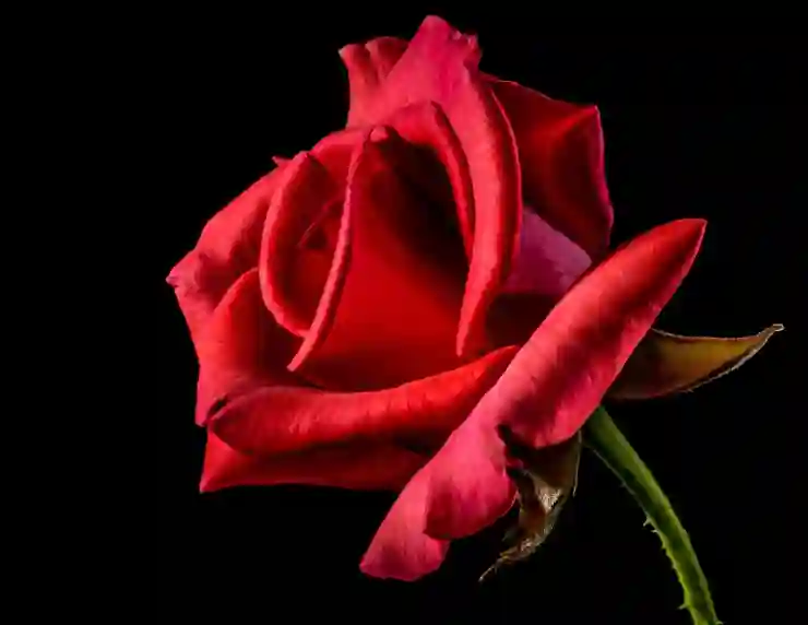 단통법 폐지 후 스마트폰 구매 전략과 꿀팁 알아보기