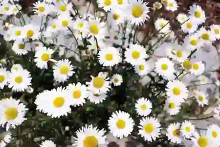 닥터지 선크림 카카오 춘식이 콜라보 브라이트닝 업 선 1+1 추천