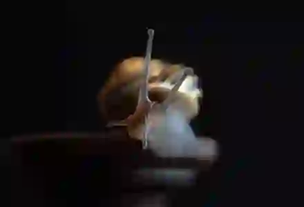 무직자도 가능한 애플론 대출, 연체 통신 후기 살펴보기