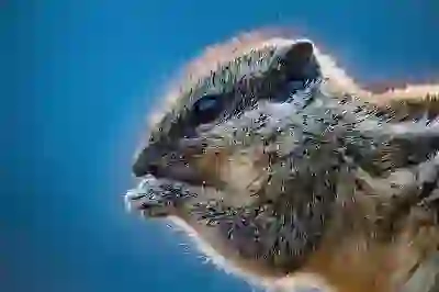 성내동 오씨네, 겨울 자연산 대방어 맛집