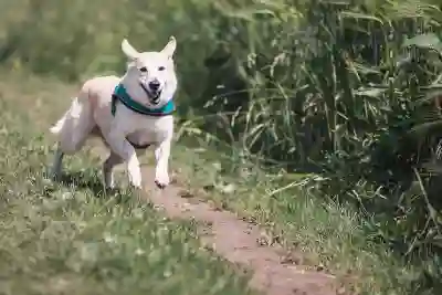 노후경유차 환경개선을 위한 4가지 지속 가능한 교통수단 알아보기