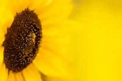 해바라기가 전하는 삶의 메시지 알아보자